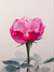 „Schöne Erinnerung an Vania“ – Originales Rosen-Aquarellgemälde