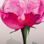 'Beautiful Memory of Vania' - Original Rose Watercolor Painting