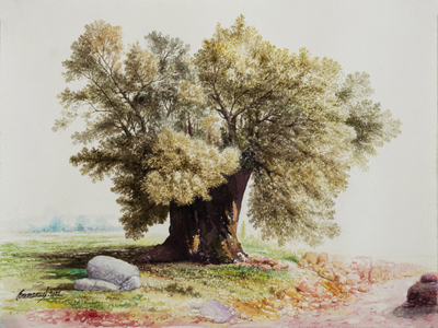 'The Olive' - Watercolour Tree Painting from Peruvian Artist