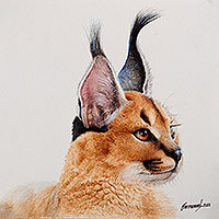 'Sharpening the Gaze' - Caracal Watercolor Painting from Peru