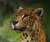 „Leopard“ – Öl auf Leinwand, realistisches Gemälde eines Leoparden aus Peru