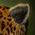 'Leopard' - Oil on Canvas Realistic Painting of a Leopard from Peru