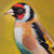 'Goldfinch' - Oil on Canvas Painting of a Goldfinch in Cedar Wood Frame