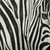 'Zebra-Schönheit II' (2014) - Realistische signierte Nahaufnahme eines Zebras