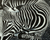 'Zebra Beauty I' (2014) - Ghanaian Original Signed Painting of an African Zebra