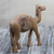 Escultura de madera - Escultura de camello de pie sereno de madera de sesé tallada a mano