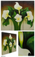 'Calla Lilies' (triptych) - Fair Trade Floral Realist Painting (Triptych)