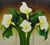 'Alcatraces' (tríptico) - Pintura realista floral de comercio justo (tríptico)