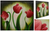 (tríptico) - Set Tres Cuadros de Tulipanes Rojos Realistas