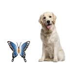 Steel wall art, 'Butterfly Harmony' - Unique Blue Butterfly Steel Wall Sculpture Mexico