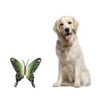 Steel wall art, 'Soul of Fortune' - Collectible Green Butterfly Steel Wall Sculpture Mexico