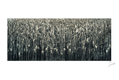 'Corn Field' - Black and White Mounted Photograph of Mexican Corn Field