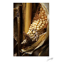 'Nuestro patrimonio' ​​- Fotografía en color de mazorca de maíz mexicana en núcleo de espuma