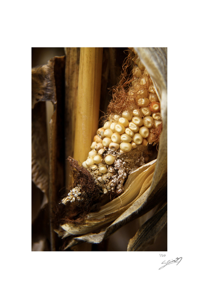 Mexican Corn Cob Color Photograph on Foam Core