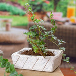 Reclaimed stone flower pot, 'Striped Rectangle' - Rectangular Reclaimed Stone Flower Pot from Mexico