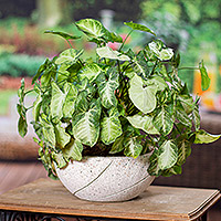 Featured review for Reclaimed stone flower pot, Round Planter