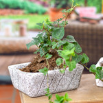 Reclaimed stone flower pot, 'Striped Gardener' - Striped Rectangular Reclaimed Stone Flower Pot from Mexico