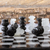 Marble chess pieces, 'Black and White Challenge' - Petite Mexican Black Obsidian-White Marble Chess Pieces Set (image 2) thumbail