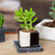 Small marble planter, 'Attractive Opposites' - Square Travertine and Black Marble Planter with Saucer (image 2) thumbail