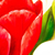 'Rote Tulpen mit Calla-Lilien' - Signiertes realistisches Ölgemälde von roten Tulpen und Lilien