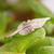 Sterling silver band ring, 'Tropical Foliage' - Mexican Taxco Sterling Silver Banana Leaf Band Ring