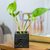 Barro negro mini flower pot, 'Square & Peacock' - Mexican Handmade Barro Negro Black Ceramic Mini Flower Pot