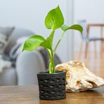 Barro negro mini flower pot, 'Oval & Half Diamonds' - Mexican Handmade Barro Negro Black Ceramic Mini Flower Pot