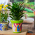 Ceramic flower pot, 'Kiwi Elysium' - Talavera Kiwi Ceramic Flower Pot with Hacienda-Themed Motifs (image 2) thumbail