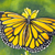 'Bewitching Butterfly' - Pintura acrílica de mariposa con marco de aro de bordado