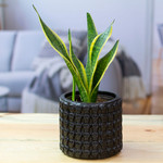 Ceramic flower pot, 'Portal to the Dark Afterlife' - Handcrafted Skull-Patterned Round Black Ceramic Flower Pot