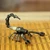 Recycled metal figurine, 'Splendid Scorpion' - Handmade Eco-Friendly Recycled Metal Figurine of a Scorpion