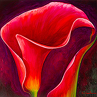 Pink Calla Lily