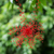 Crystal choker, 'Crimson Coral Blossom' - Hand Crafted Floral Statement Necklace (image 2) thumbail