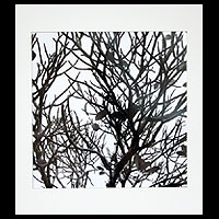 Black and White Photograph, 'Frangipani Tree' - Black and White Photograph of a Thai Frangipani Tree