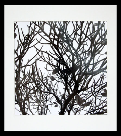 Black and White Photograph, Frangipani Tree