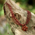 Beaded flower necklace, 'Cinnamon Paradise Flower' - Hand Made Beaded Pendant Necklace (image 2c) thumbail