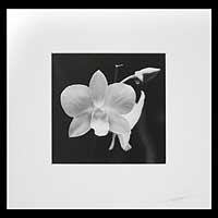 'Shadows of Beauty' - Signed Black and White Orchid Photograph