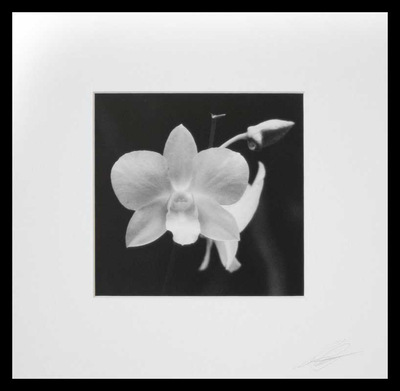 'Shadows of Beauty' - Fotografía firmada de orquídea en blanco y negro