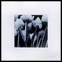 'Lotus Bunch in Black and White' - Black and white photograph on Fujicolor crystal archive pape