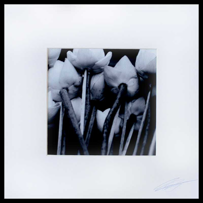 'Lotus Bunch in Black and White' - Black and white photograph on Fujicolor crystal archive pape