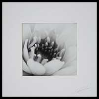 'Lotus Dreams' - Buddha's Favorite Flower Black and White Lotus Photograph