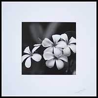 'Frangipani After Rain Shower' - Fotografía de flores Frangipani en blanco y negro