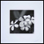 'Frangipani After Rain Shower' - Fotografía de flores de frangipani en blanco y negro