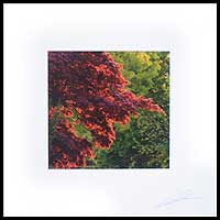 'A Touch of Autumn' - Fotografía en color del árbol otoñal