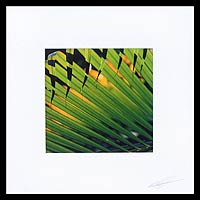 'Sunset Palms' - Signed Color Photograph of Green Pals Fronds