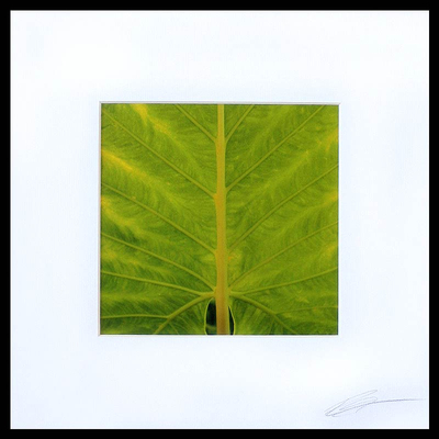 'Life Lines' - Nahaufnahme eines grünen Caladiumblattes in Farbe