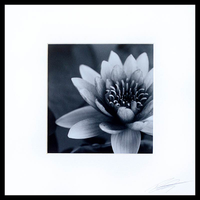 'Purity' - Graustufenfoto mit signierter weißer Lotusblüte