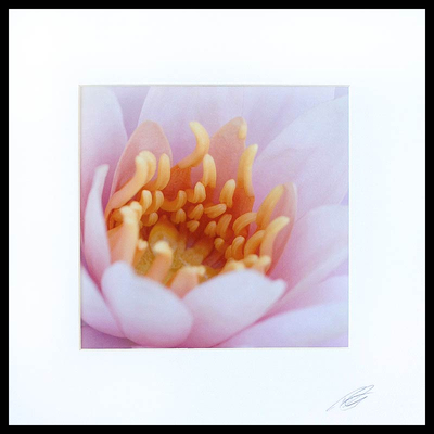 „Shades of Pink“ – Blumenfarbfoto