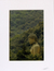 'Forest Buddha' - Impresión de fotografía en color