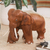 Wood sculpture, 'Majestic Elephant' - Rain Tree Wood Sculpture from Thailand thumbail